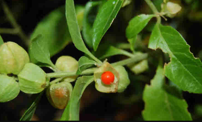 wellhealthorganic.com:benefits-of-ashwagandha-in-hindi (Withania somnifera) Instinctive Herb Tool provides benefits for both