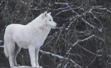 Beautiful:7esf2ijh7pq= Wolf Wallpaper