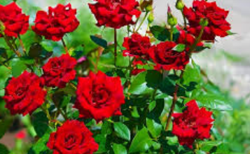Beautiful:7lbebjhgb8u= Flower Images