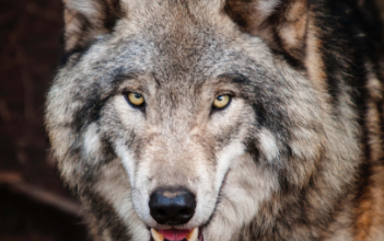 Beautiful:7esf2ijh7pq= Wolf Pictures