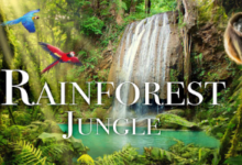 Beautiful:6j7zfuacgjy= Rainforest