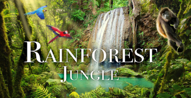 Beautiful:6j7zfuacgjy= Rainforest