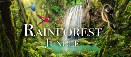 Beautiful:6j7zfuacgjy= Rainforest