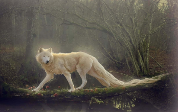 Beautiful:7esf2ijh7pq= Wolf Photos