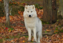 Beautiful:7esf2ijh7pq= Wolf Pictures