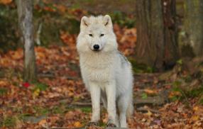 Beautiful:7esf2ijh7pq= Wolf Pictures