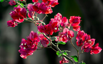 Beautiful:0w0a7mxqt9k= Flower Images