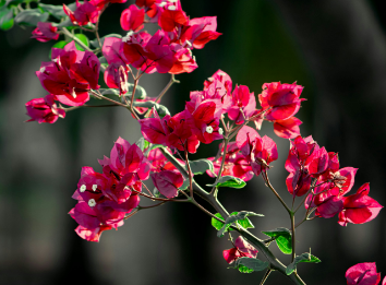 Beautiful:0w0a7mxqt9k= Flower Images