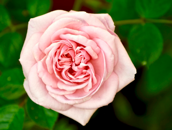 Beautiful:2urmjh5oktq= Rose Flowers