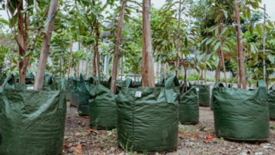 Planting