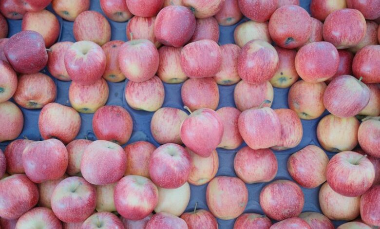 cassasse is a fruit