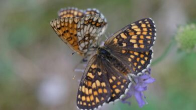 cat s transformation within chrysalis