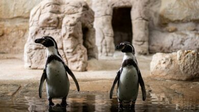 grammy winning rock duo