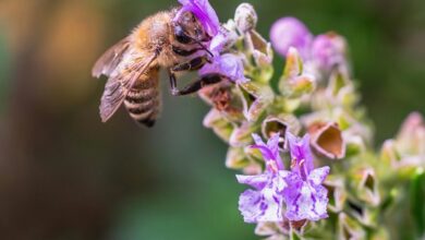 mms bee name reference