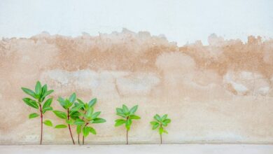 elevation surge start unlocking growth