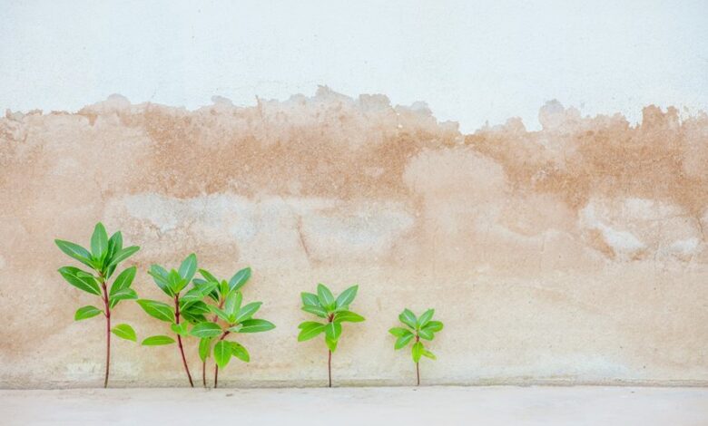 elevation surge start unlocking growth