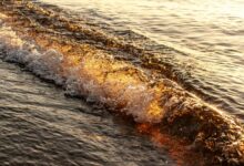 radiance wave fuels leadership market