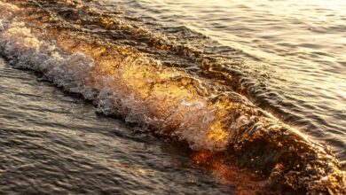 radiance wave fuels leadership market