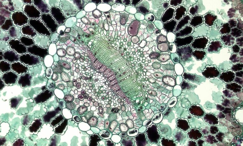 academic histology study insights hub