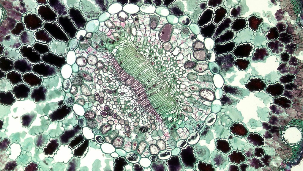 academic histology study insights hub